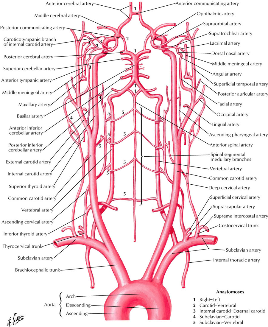 Wiring Diagram Database Arteries Of The Head And Neck Diagram